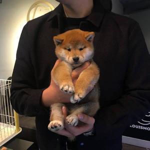 昭和娘子被父亲欺负的原因
